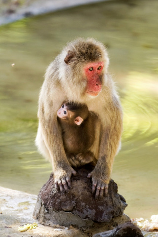 Fondo de pantalla Feeding monkeys in Phuket 320x480