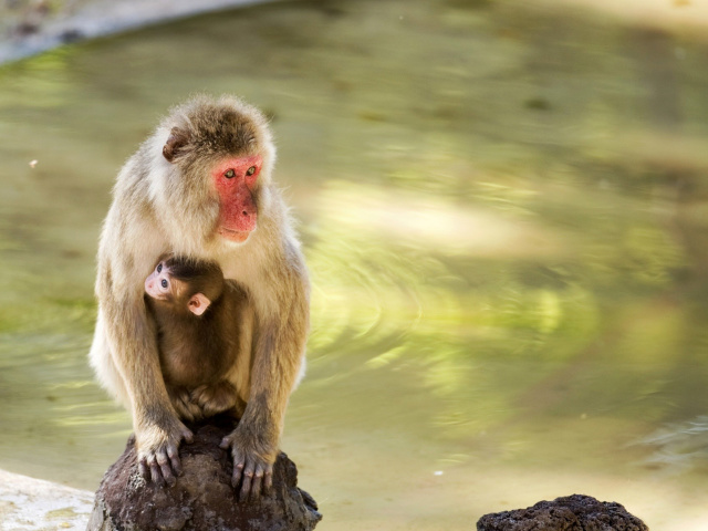 Обои Feeding monkeys in Phuket 640x480
