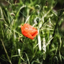 Red Poppy wallpaper 208x208