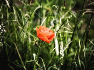 Red Poppy wallpaper 320x240