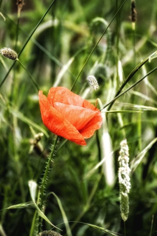 Red Poppy wallpaper 320x480