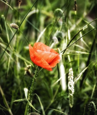 Red Poppy - Obrázkek zdarma pro iPhone 5S