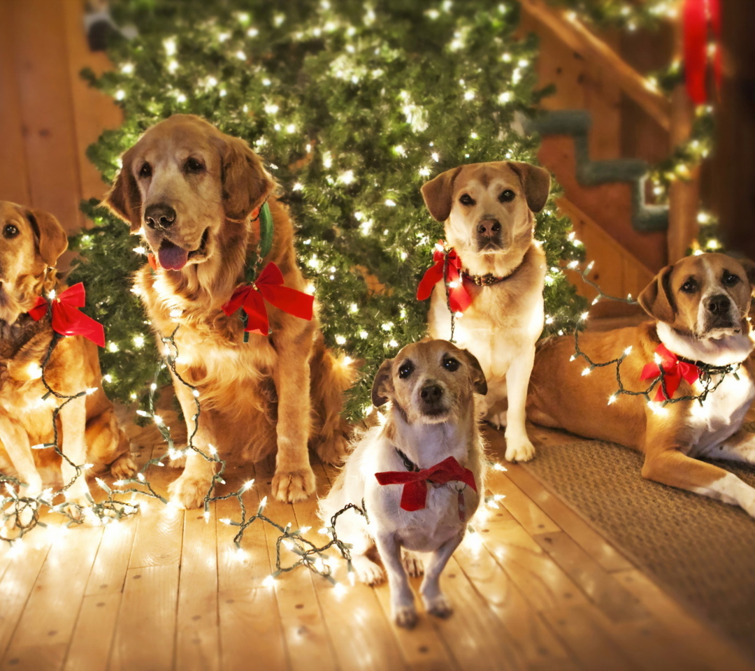 Das Christmas Dogs Wallpaper 1080x960