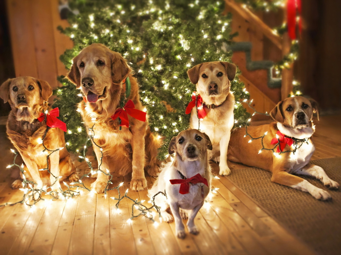 Das Christmas Dogs Wallpaper 1152x864