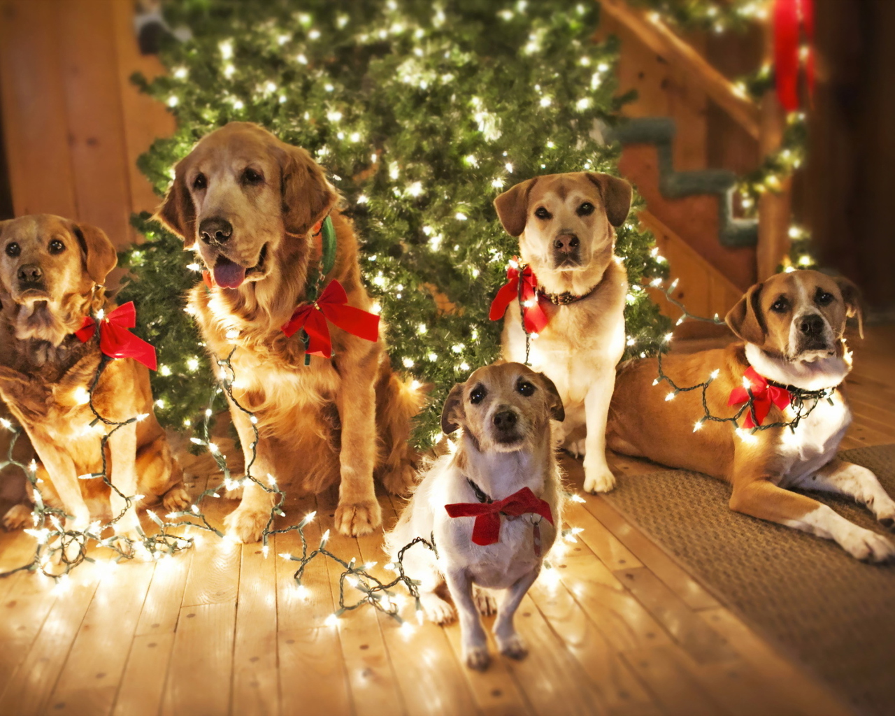 Christmas Dogs wallpaper 1280x1024
