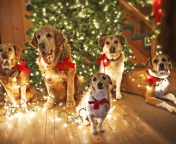 Christmas Dogs wallpaper 176x144