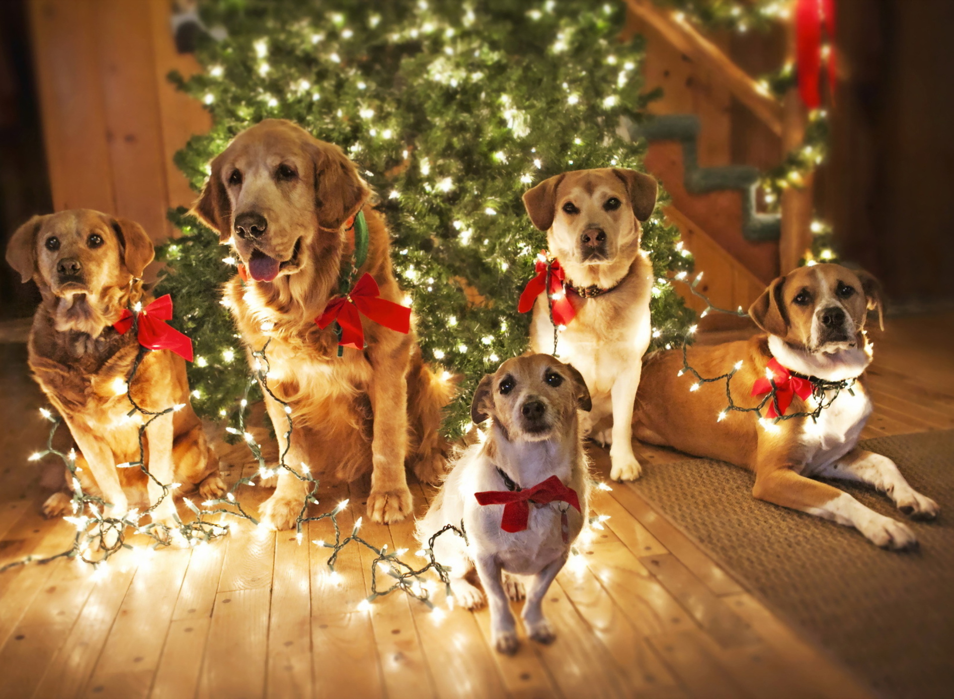 Das Christmas Dogs Wallpaper 1920x1408