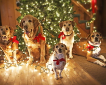 Das Christmas Dogs Wallpaper 220x176