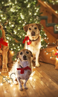 Das Christmas Dogs Wallpaper 240x400