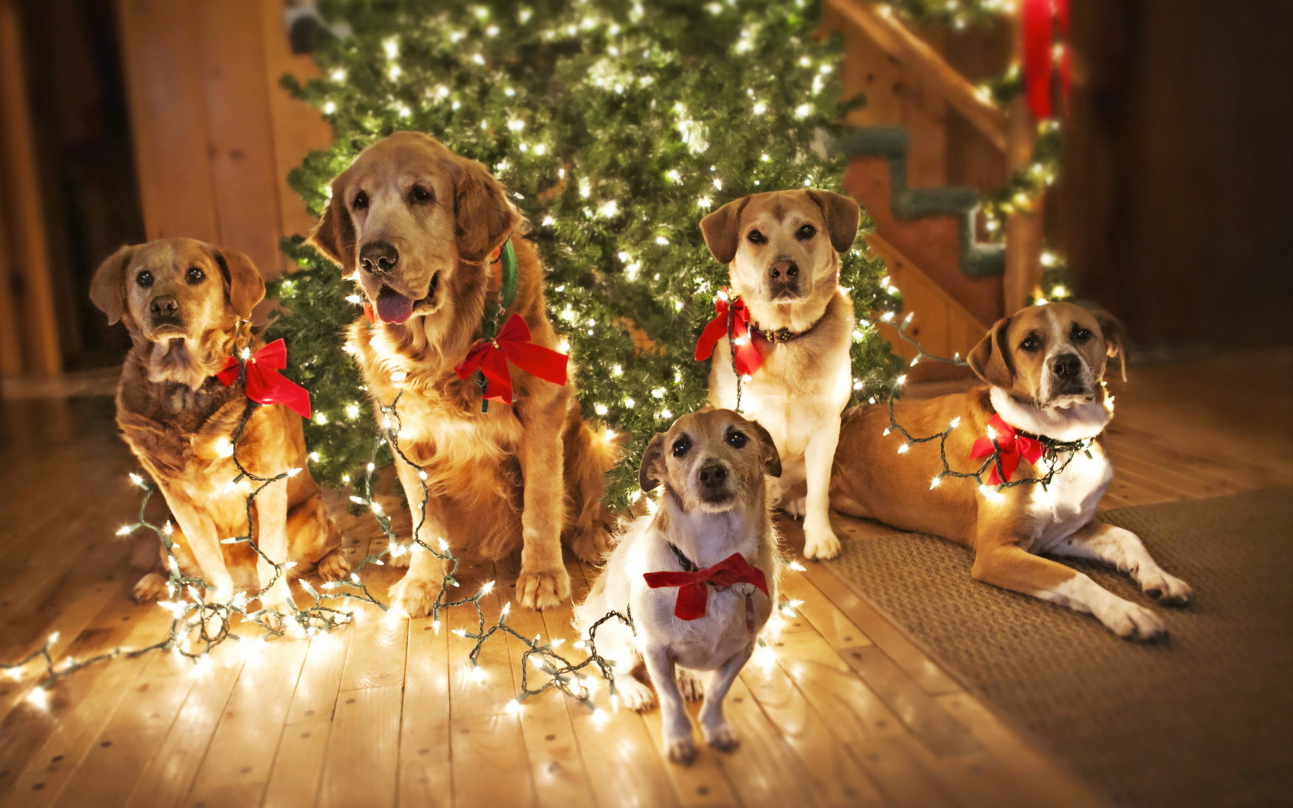 Fondo de pantalla Christmas Dogs 2560x1600
