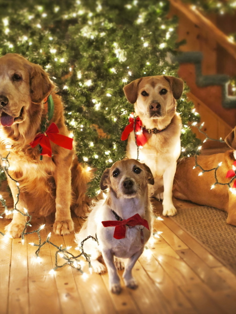 Das Christmas Dogs Wallpaper 480x640