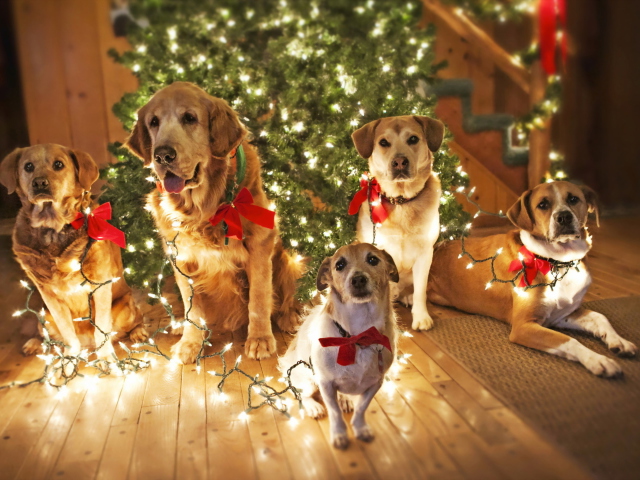 Fondo de pantalla Christmas Dogs 640x480