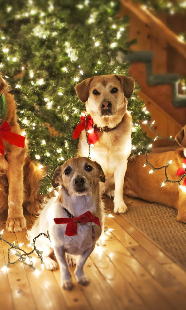 Обои Christmas Dogs 768x1280