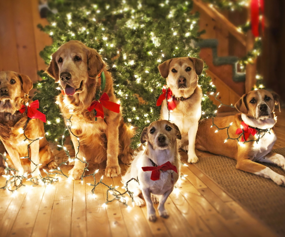 Christmas Dogs screenshot #1 960x800