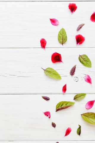 Leaves and white background screenshot #1 320x480
