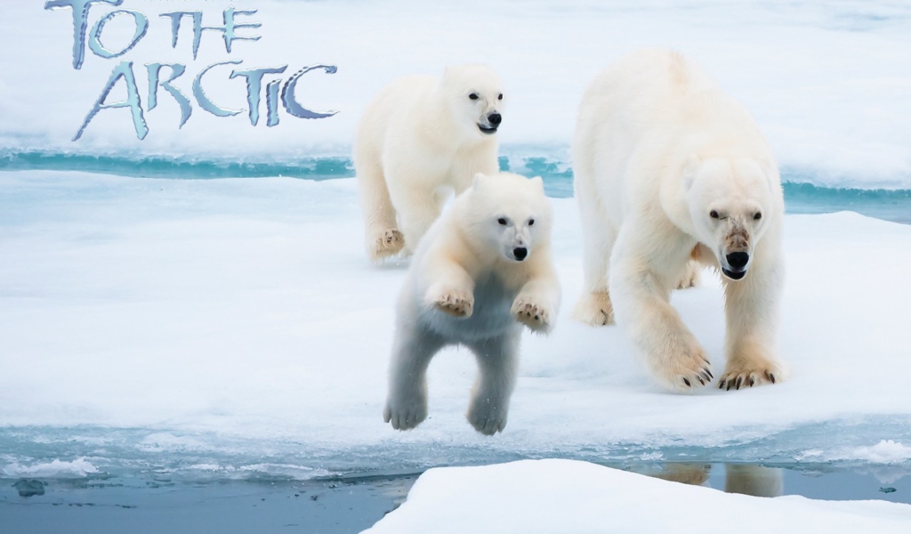 Fondo de pantalla To the Arctic 3D 1024x600