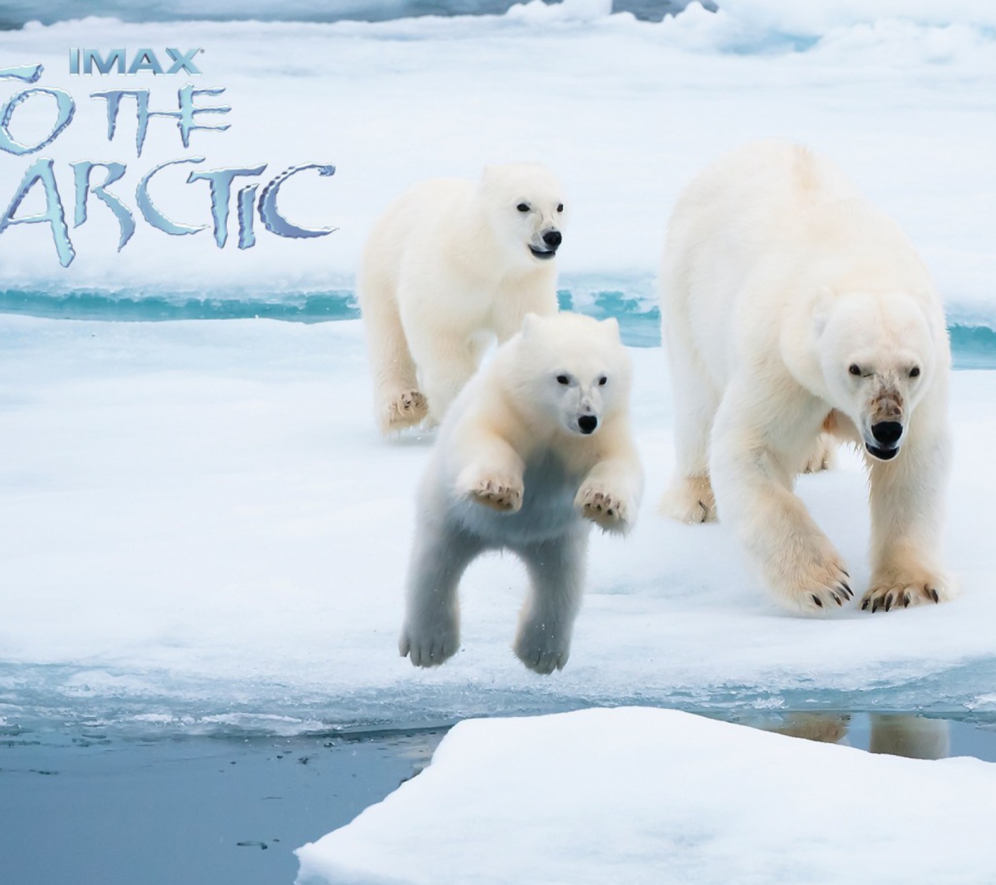Fondo de pantalla To the Arctic 3D 1440x1280