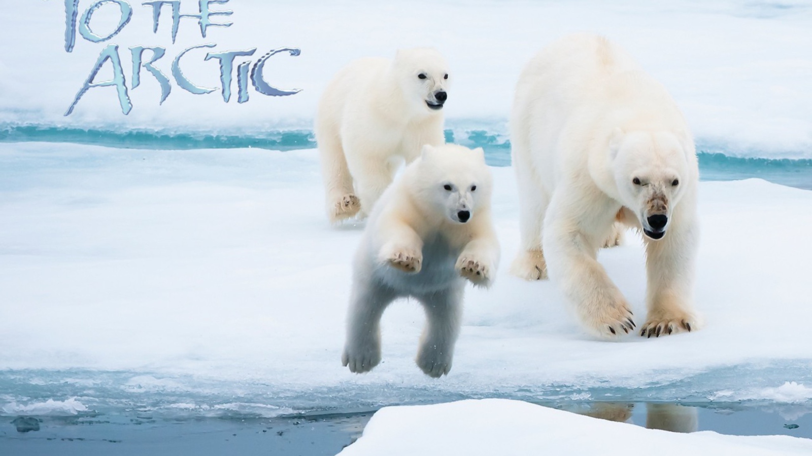 To the Arctic 3D screenshot #1 1600x900