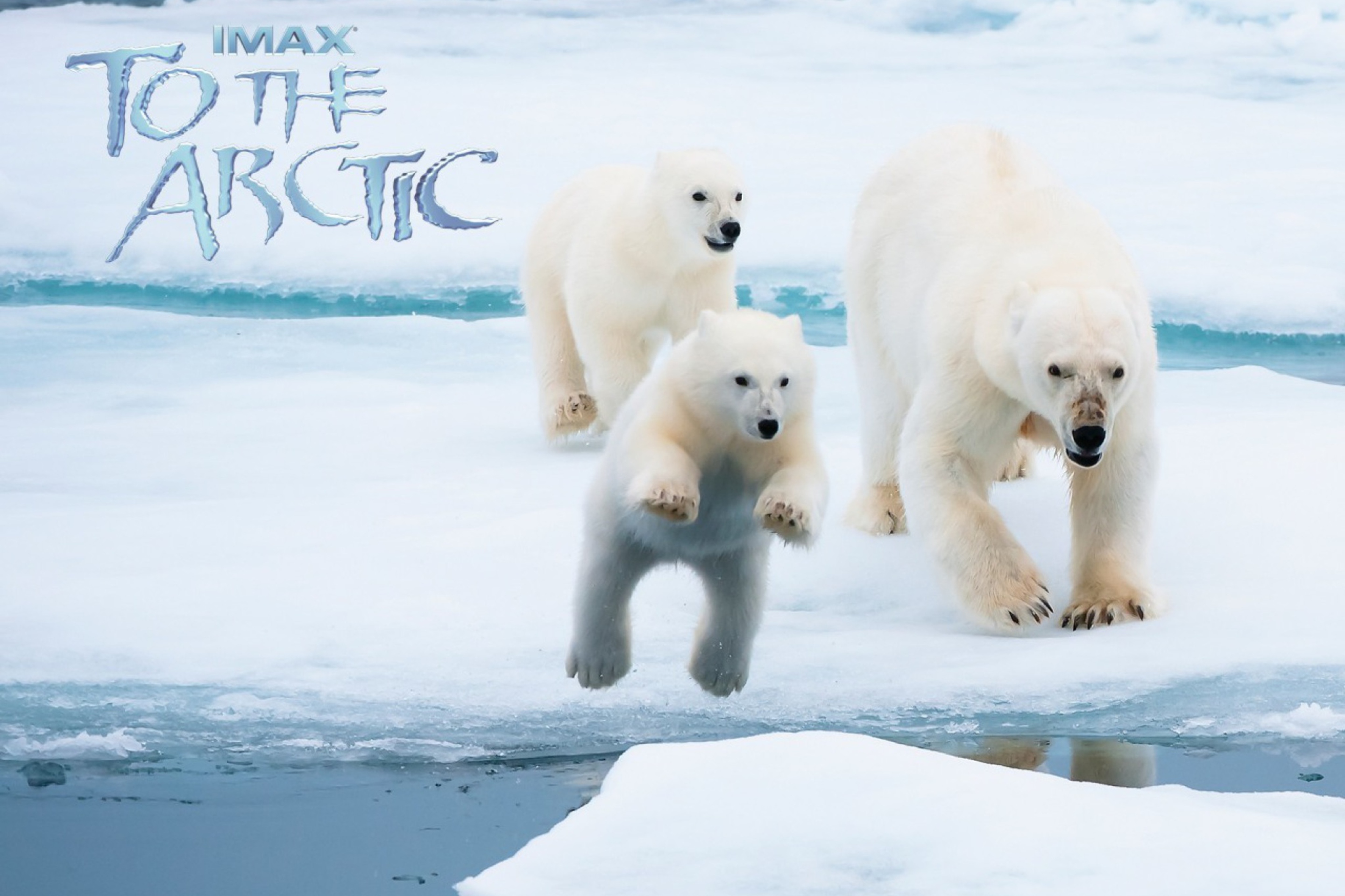 Белый медведь бег. Белые медведи в Арктике. Белые медведи в Антарктиде. Вымирание белых медведей. 3 Медведя белый.