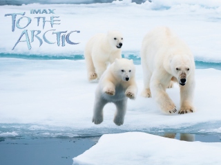 To the Arctic 3D wallpaper 320x240