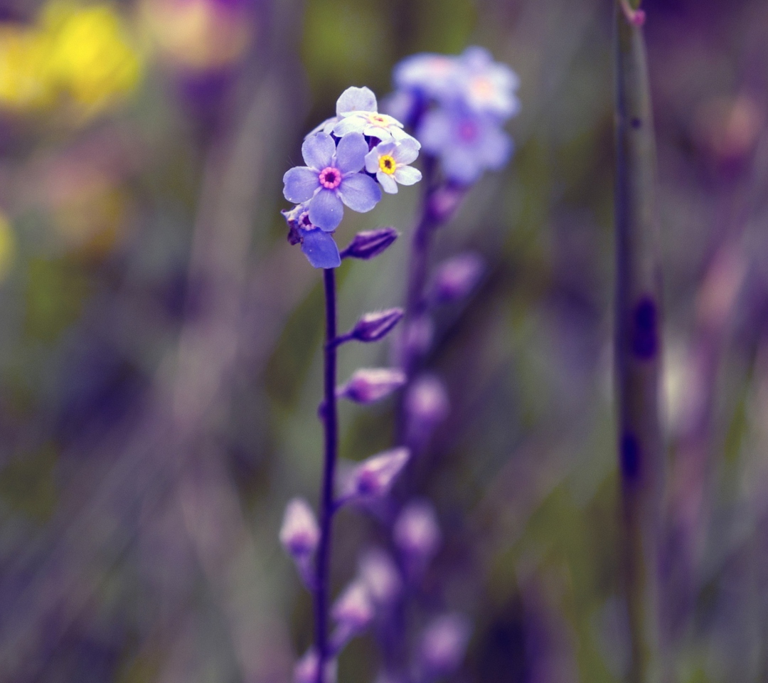 Violet Flowers wallpaper 1080x960