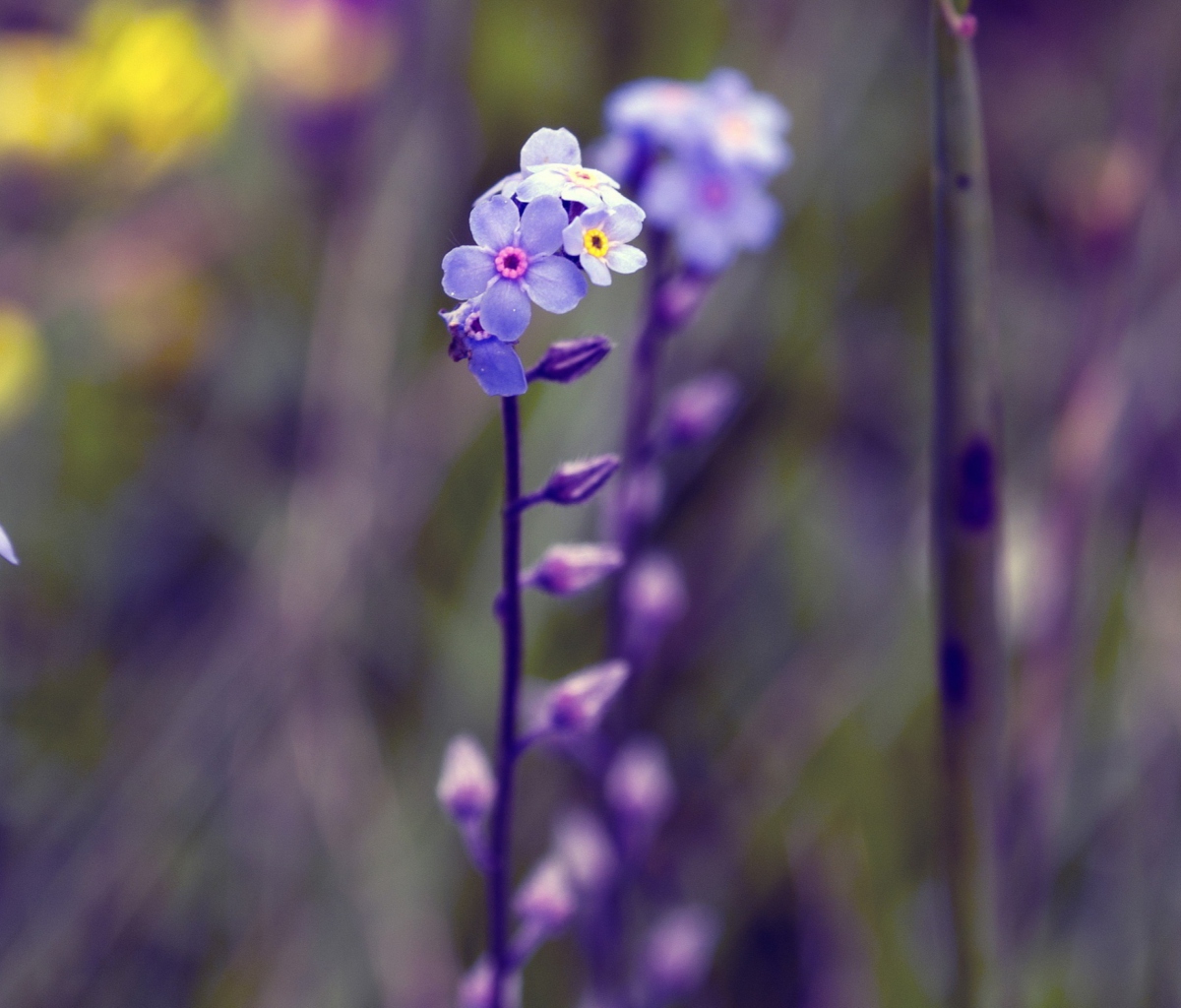 Sfondi Violet Flowers 1200x1024