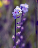 Обои Violet Flowers 128x160