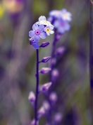 Fondo de pantalla Violet Flowers 132x176