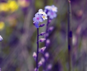 Sfondi Violet Flowers 176x144
