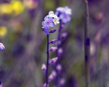 Обои Violet Flowers 220x176