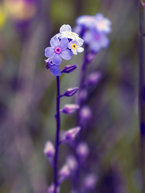 Fondo de pantalla Violet Flowers 480x640