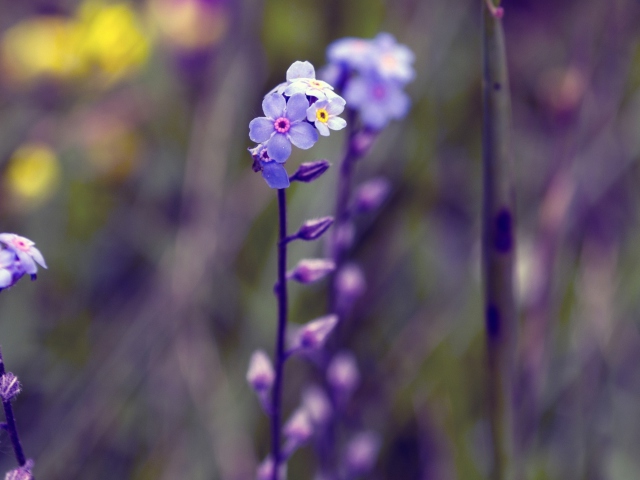Violet Flowers wallpaper 640x480