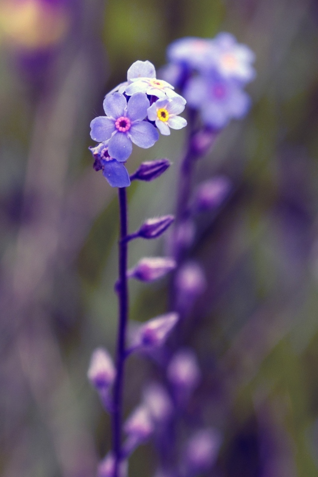 Das Violet Flowers Wallpaper 640x960
