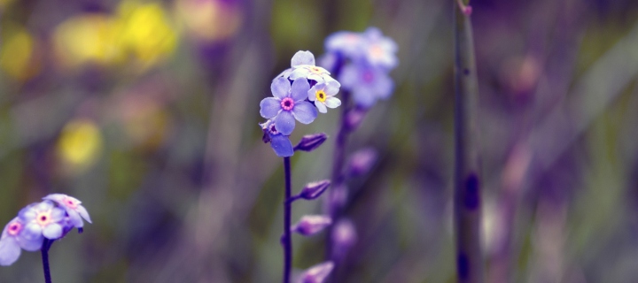 Sfondi Violet Flowers 720x320
