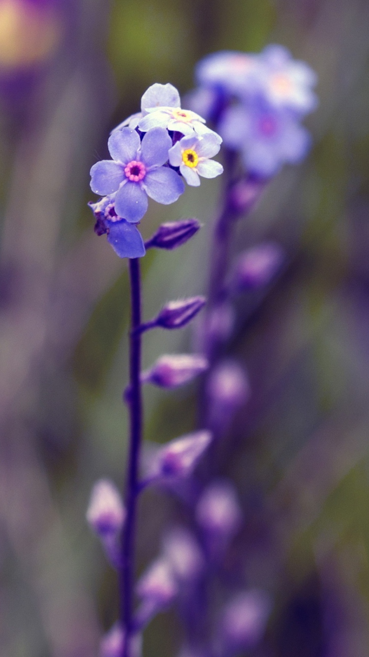 Violet Flowers screenshot #1 750x1334