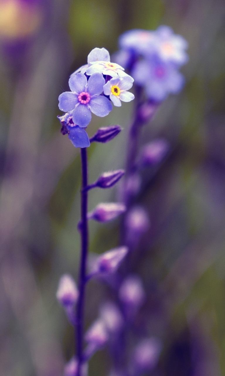 Sfondi Violet Flowers 768x1280