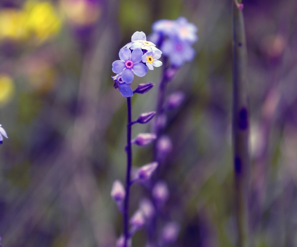 Fondo de pantalla Violet Flowers 960x800