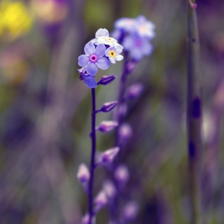 Violet Flowers sfondi gratuiti per 1024x1024