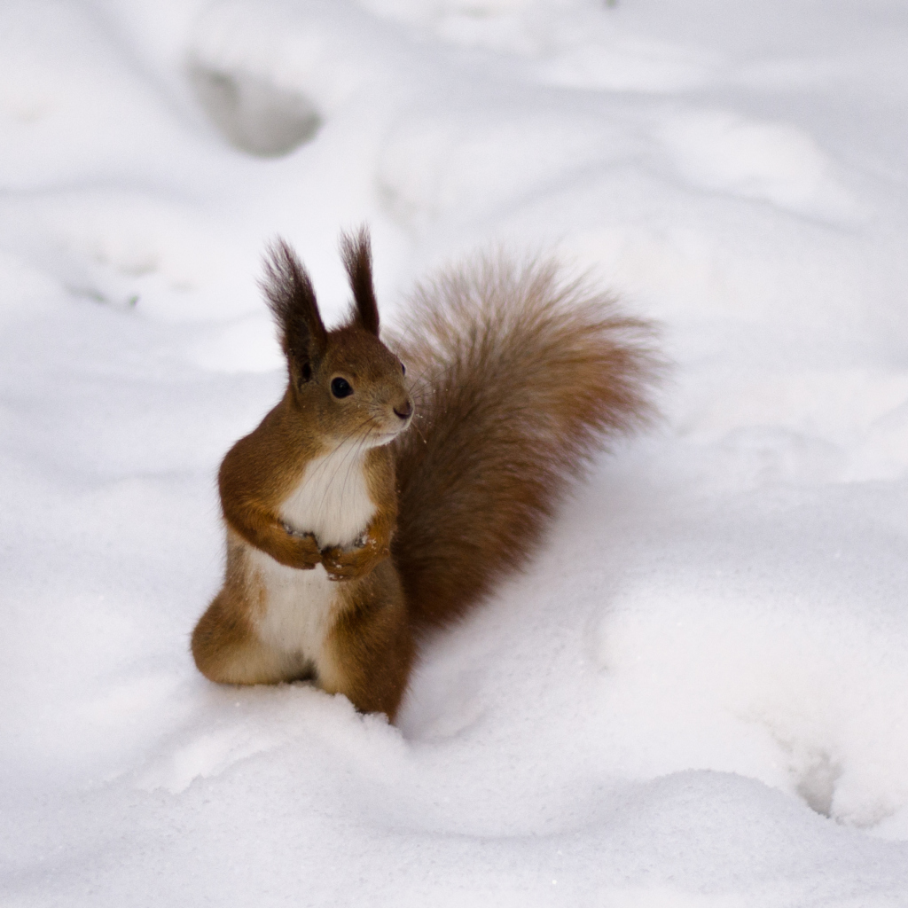 Das Funny Squirrel On Snow Wallpaper 1024x1024