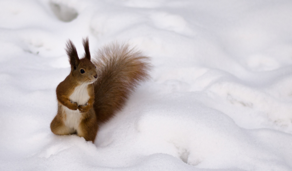 Funny Squirrel On Snow wallpaper 1024x600