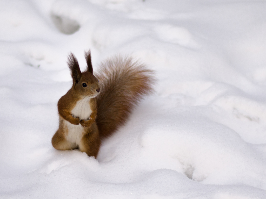 Das Funny Squirrel On Snow Wallpaper 1024x768