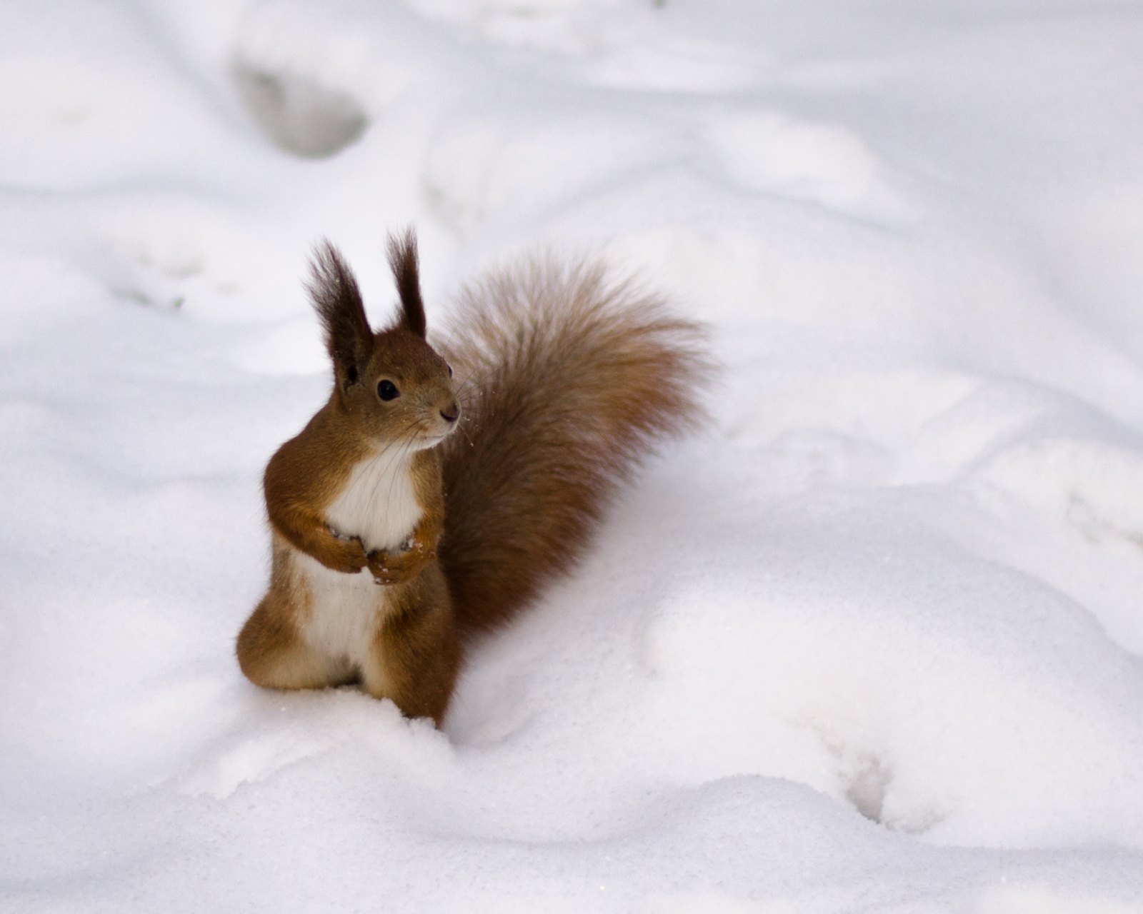 Fondo de pantalla Funny Squirrel On Snow 1600x1280