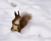 Das Funny Squirrel On Snow Wallpaper 176x144