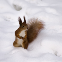Funny Squirrel On Snow wallpaper 208x208