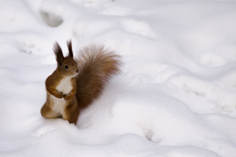 Das Funny Squirrel On Snow Wallpaper 480x320