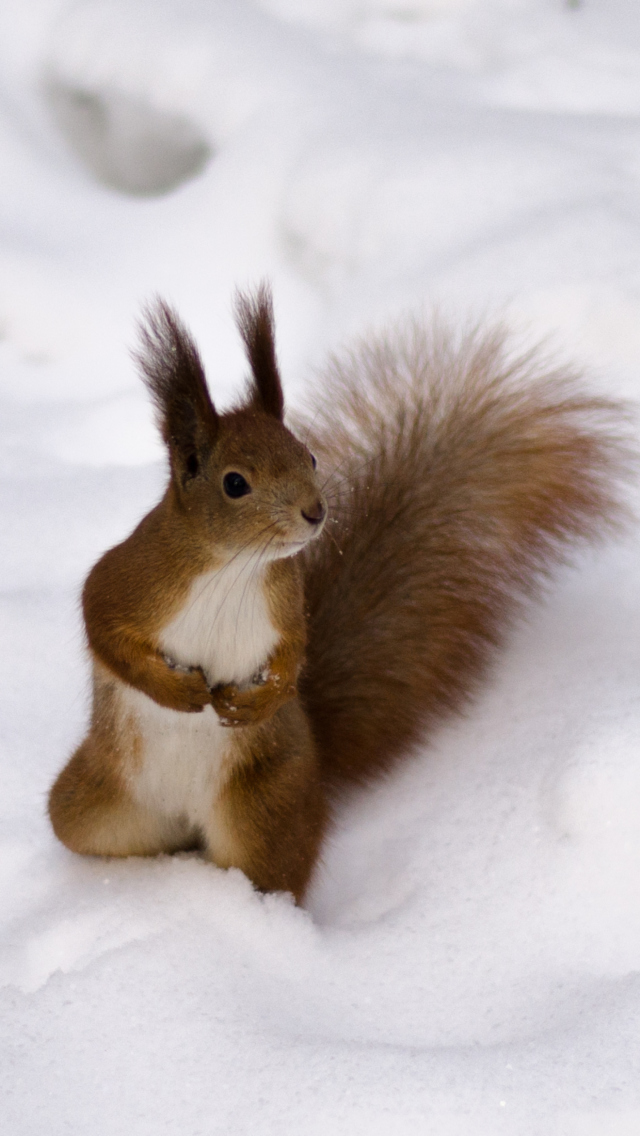 Обои Funny Squirrel On Snow 640x1136