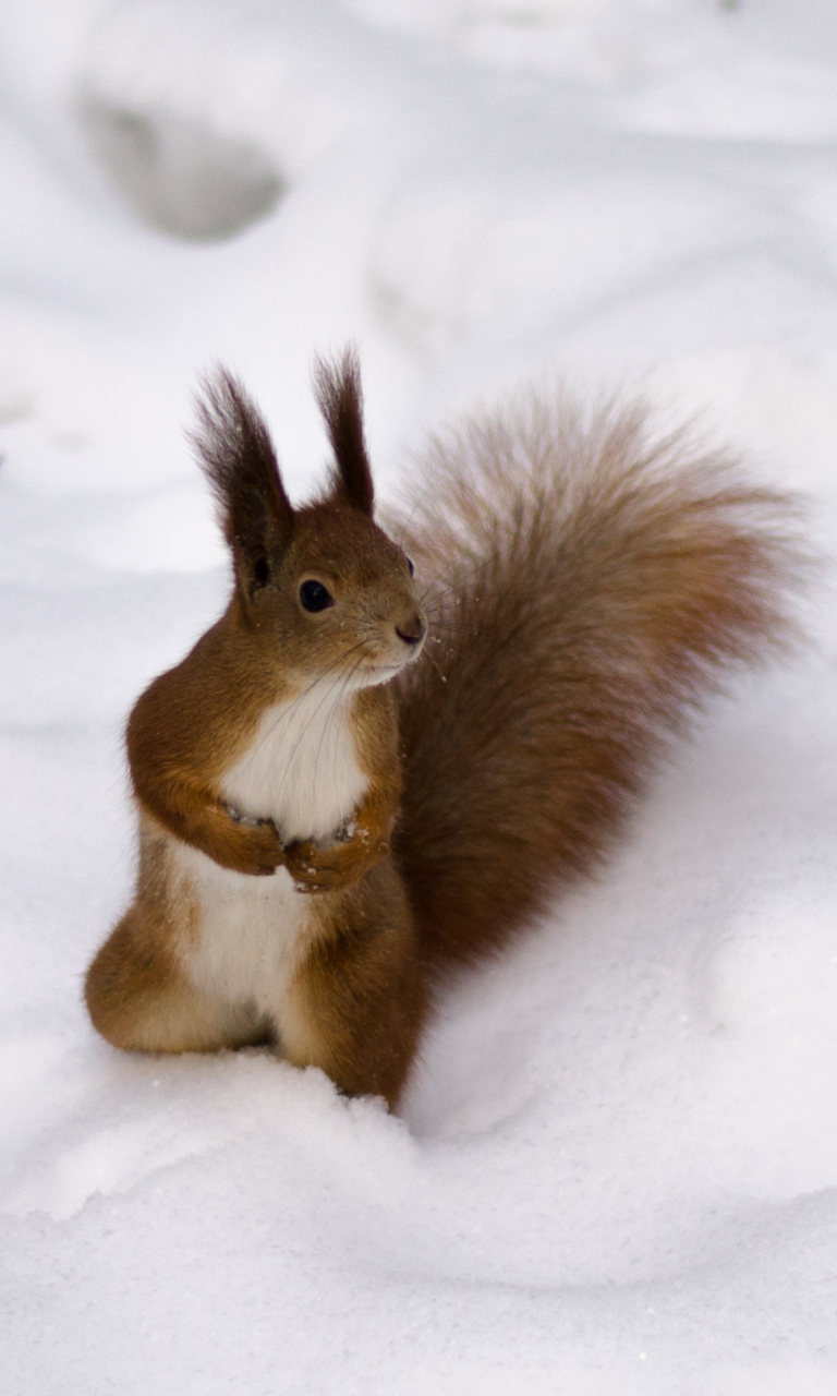 Funny Squirrel On Snow wallpaper 768x1280