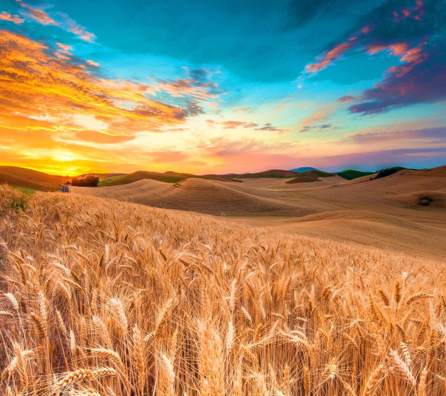 Wheatfield wallpaper 1440x1280