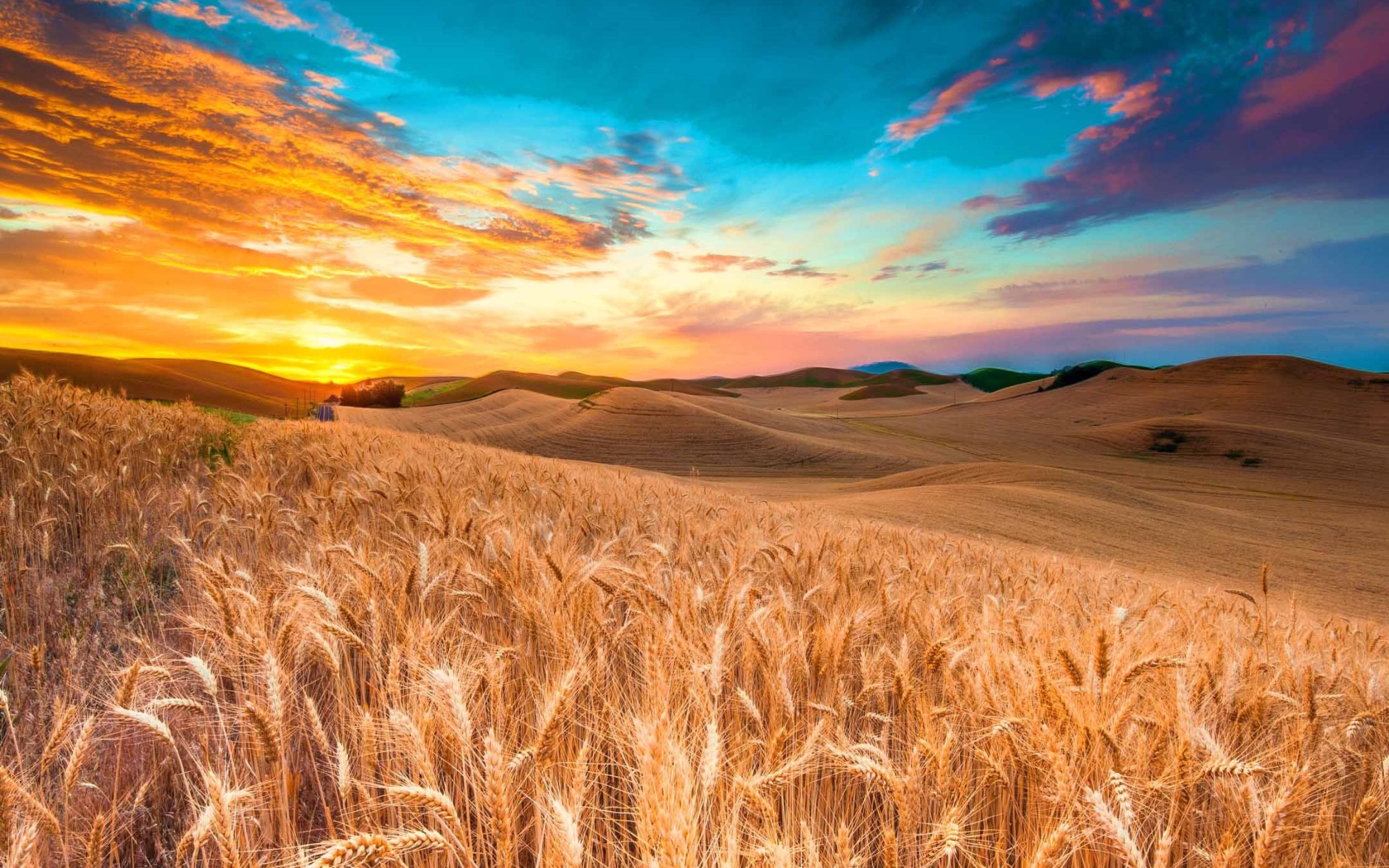 Wheatfield wallpaper 1680x1050