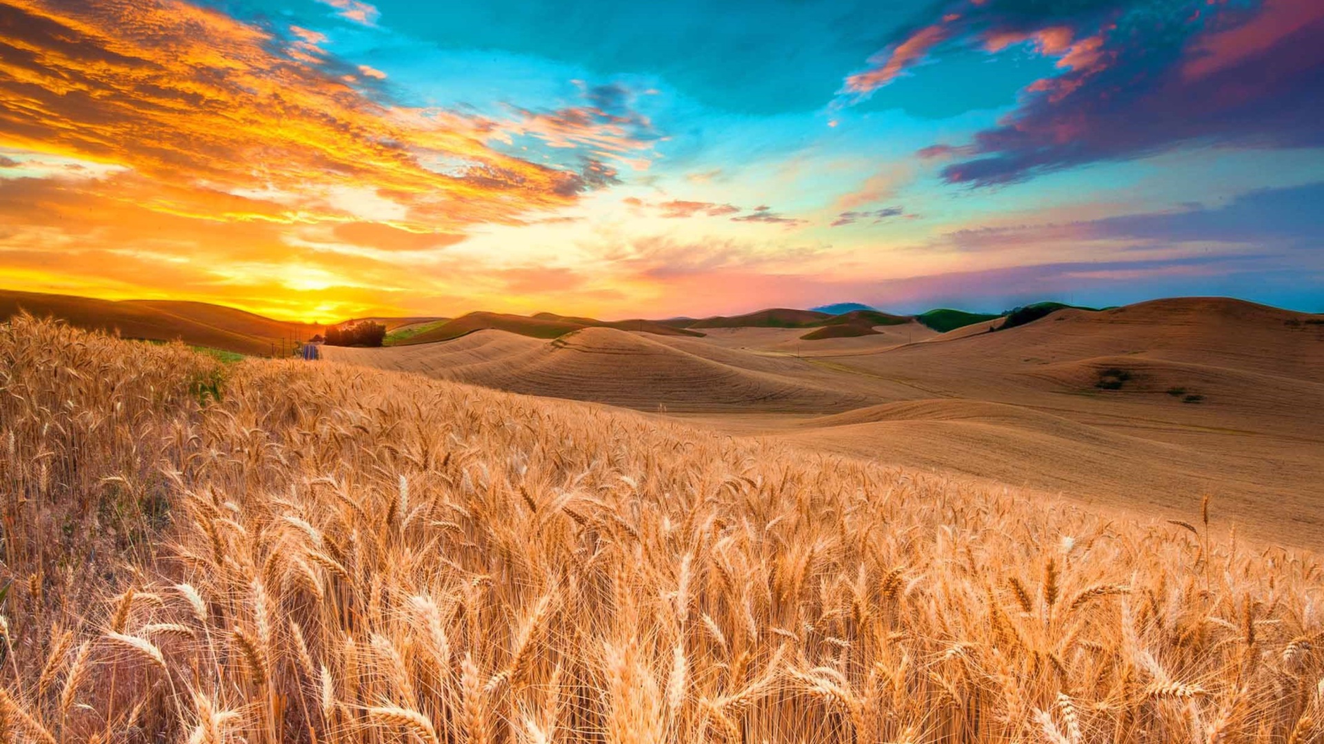 Wheatfield wallpaper 1920x1080